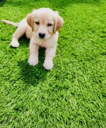 Want to sell puppy 45 days