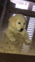 Golden retriever male show quality puppy 56 days old one with vacinate