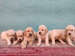 Contact for quality puppies