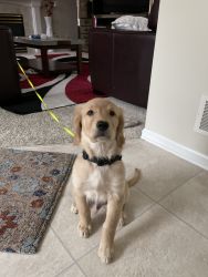 Golden retriever puppy boy