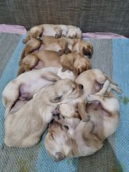 Golden retriever import quality puppies for sale
