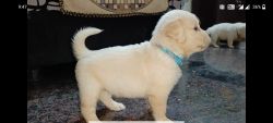 Goldern Retriever 1 month Puppies for sale