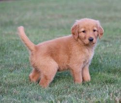 Golden retriever pups for adoption