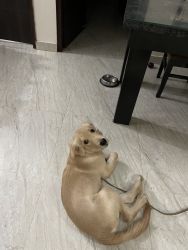 4 month old golden retriever fully vaccinated