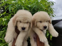 Golden retriever beautiful puppies available