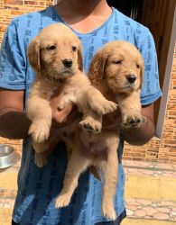 Golden Retriever Pups For Sale In Chennai