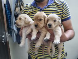 Show quality golden retriever puppies for sale