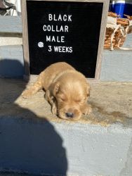 Golden retriever puppies 1 male available