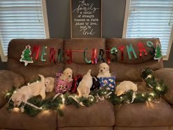 Golden Retriever Puppies for sale $1500