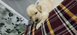 30 Days Age golden retriever puppies Available