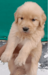Golden Retriever 50Days Vaccinated for sale
