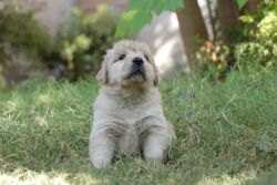 Import pedigree golden retriever pups