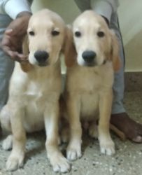 Golden retriever puppies male and female