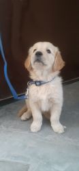 Golden retriver puppy for sale Location chandigarh Top quality call me