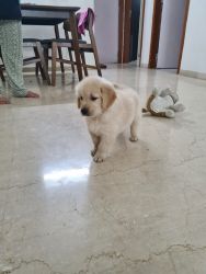 Golden retriever puppy on sale
