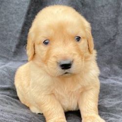 Gorgeous Golden Retriever puppies available CHEAP! xxx-xxx-xxxx