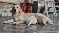 1 month top quality Golden retriever female puppy for sale