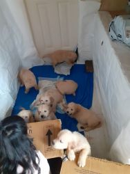4 female golden retriever female puppies for sale. 40 days old.