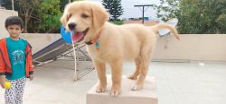 Golden Retriever 3 months puppy for Sale