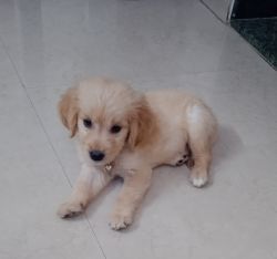 2.5 months old Golden retriever puppy
