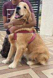 Finding a new home for our golden retriever seven months male baby
