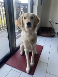 1 YR old Sweet Golden, AKC Certified Purebred, all shots up to date!!