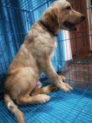 Golden Retriever Male 5 Months Old Puppy for sale
