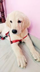 GOLDEN RETRIEVER FEMALE 65 DAYS OLD PUPPY FOR SALE