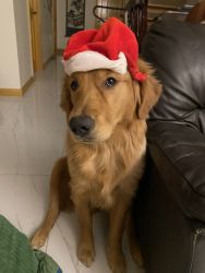 9 month old golden retriever looking for a loving home