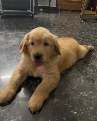 Golden retriever female pup for sale
