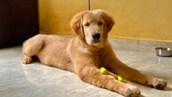 Show quality Golden Retriever puppy for sale