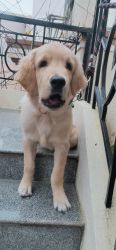 Golden retriever puppy 6 months old looking for new home