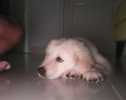 Golden retriever 2 and half months and 2 vaccines completed