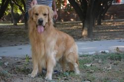 Golden retriever pups for sale