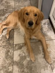 1 Year Old Male Golden Retriever
