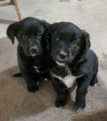 Adorable Puppies for Rehoming