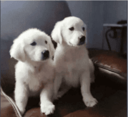 5 generation pedigree, AKC registered Golden Retriever puppies
