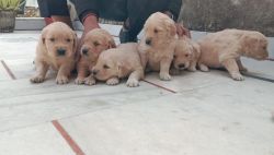 Golden retriver puppies