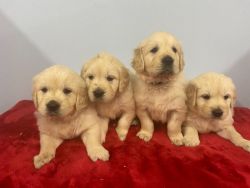 Golden Retriever puppies looking for new home