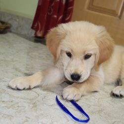 Cute and healthy retriever for SALE