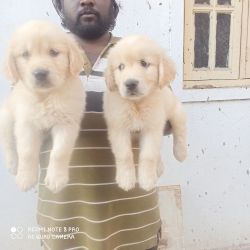 Excellent quality golden retriever puppies available for sale
