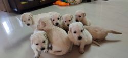 Golden retriever puppies for sale xxxxxxxxxx
