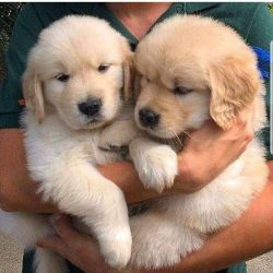 Cute golden c golden retriever puppy for sale