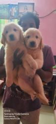 Golden retriever pure quality 1 male and 1 female available
