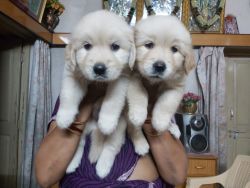 Champion lineage Top quality Golden Retriever puppies.