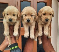 ADORABLE GOLDEN RETRIEVER AND VACCINATED PUPPIES FOR SALE