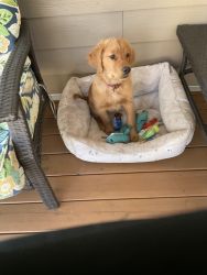Male Golden Retriever looking for a new home!