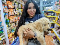Adorable golden retriever puppy for sell