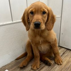 Golden Retriever Puppy in need of good home!