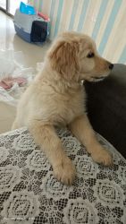 Sell 50 days old 2 vaccine done male golden retriever puppy